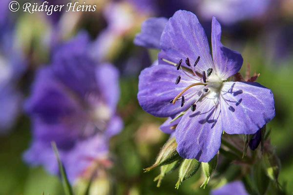 Geranium pratense (Wiesen-Storchschnabel), 16.6.2021