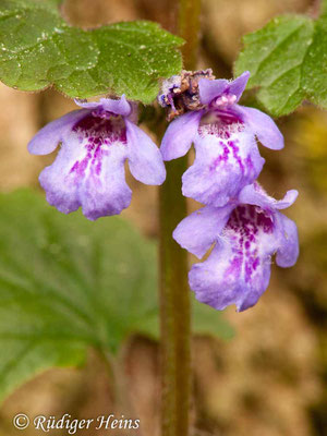 Glechoma hederacea (Gundermann), 30.5.2010