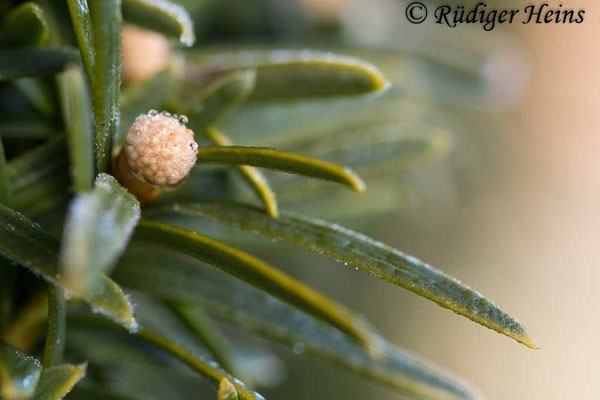 Europäische Eibe (Taxus baccata) männliche Blüte, 18.3.2021 - Makroobjektiv 60mm f/2 