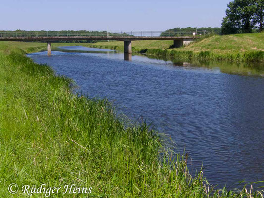 Gomphus vulgatissimus (Gemeine Keiljungfer) Habitat in Niedersachsen, 8.6.2013