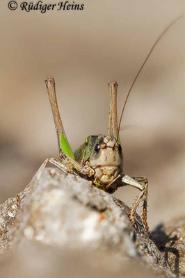 Decticus verrucivorus (Warzenbeißer) Männchen, 31.7.2018