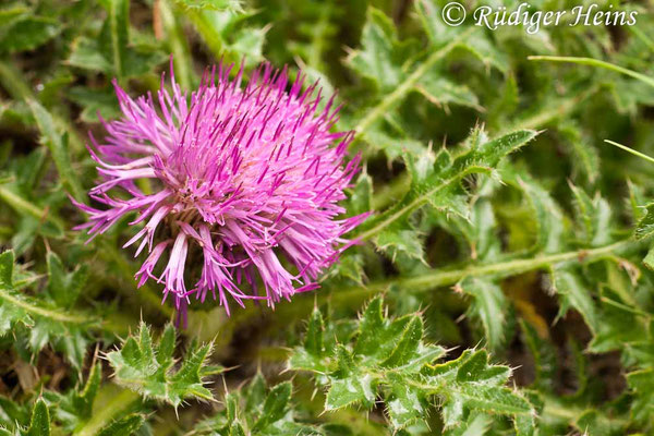 Cirsium acaulon (Stängellose Kratzdistel), 17.6.2012