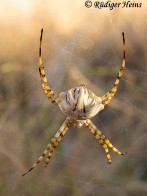 Argiope lobata, 20.9.2016