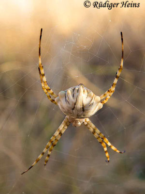 Argiope lobata