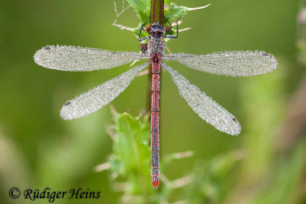 Pyrrhosoma nymphula (Frühe Adonislibelle) Weibchen, 21.6.2011