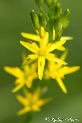 Narthecium ossifragum (Moorlilie, Beinbrech), 17.7.2019