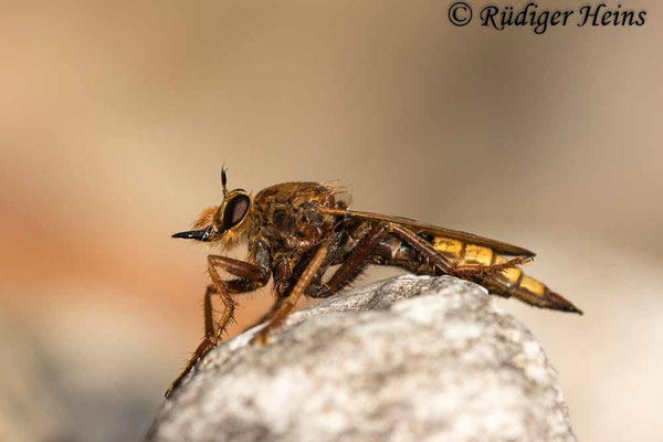 Asilus crabroniformis (Hornissen-Raubfliege) Weibchen