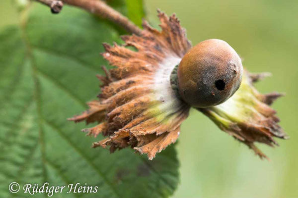 Corylus avellana, Gemeine Haselnuss