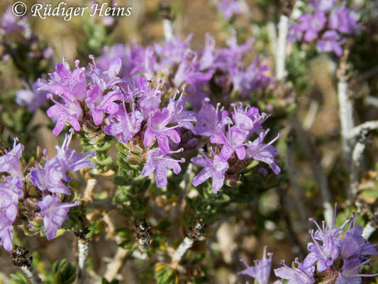 Thymbra capitata (Kopfiger Thymian), 1.5.2024