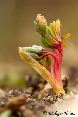Corydalis solida (Gefingerter Lerchensporn), 30.3.2013