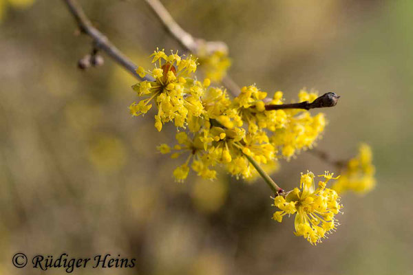 Cornus mas (Kornelkirsche), 27.3.2017