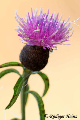 Centaurea nigra (Schwarze Flockenblume), 25.9.2018