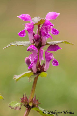 Lamium maculatum (Gefleckte Taubnessel), 30.4.2022