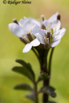 Cardamine hirsuta (Behaartes Schaumkraut), 28.3.2017