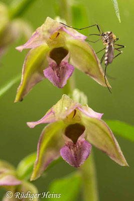 Epipactis helleborine (Breitblättrige Stendelwurz), 20.7.2014