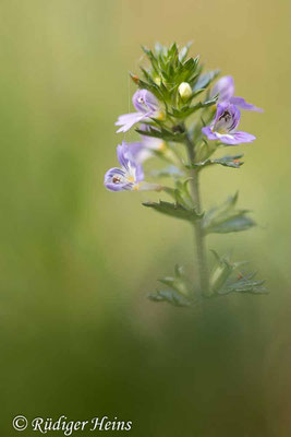 Euphrasia stricta (Steifer Augentrost), 15.9.2022