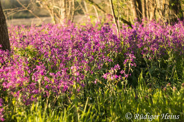 Lunaria annua (Einjähriges Silberblatt), 21.4.2020