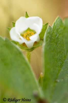 Potentilla sterilis (Erdbeer-Fingerkraut)