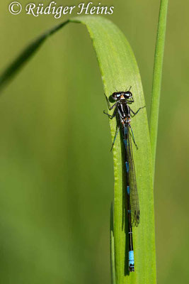 Coenagrion pulchellum (Fledermaus-Azurjungfer) Männchen, 9.5.2018