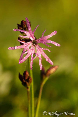 Lychnis flos-cuculi (Kuckucks-Lichtnelke), 26.5.2006