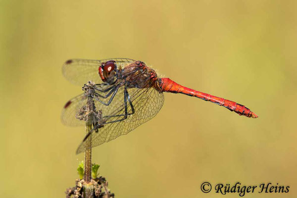 Sympetrum sanguineum (Blutrote Heidelibelle) Männchen, 27.8.2024