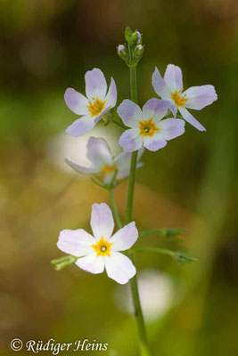 Hottonia palustris (Wasserfeder)