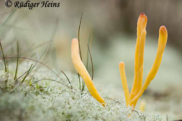 Clavaria argillacea (Heidekeule), 5.11.2024
