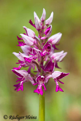 Orchis militaris (Helm-Knabenkraut), 23.4.2014