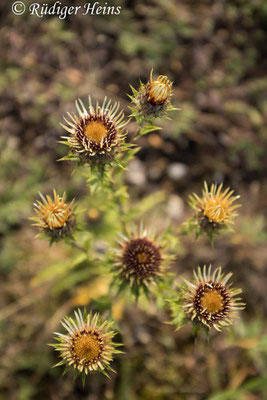 Carlina vulgaris (Golddistel)