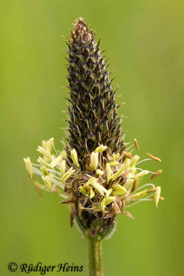 Plantago lanceolata (Spitzwegerich), 19.5.2017
