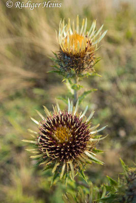 Carlina vulgaris (Golddistel)