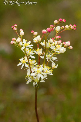 Filipendula vulgaris  (Kleines Mädesüß), 6.6.2014