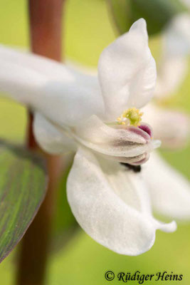 Corydalis cava, Hohler Lerchensporn