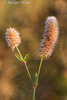 Trifolium arvense (Hasen-Klee)