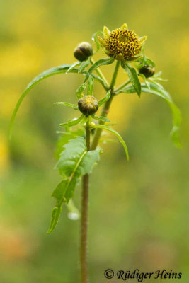 Bidens cernua (Nickender Zweizahn)