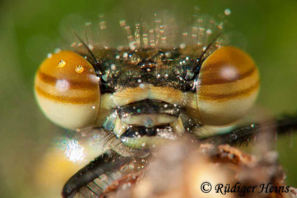 Pyrrhosoma nymphula (Frühe Adonislibelle) Männchen, 29.5.2010