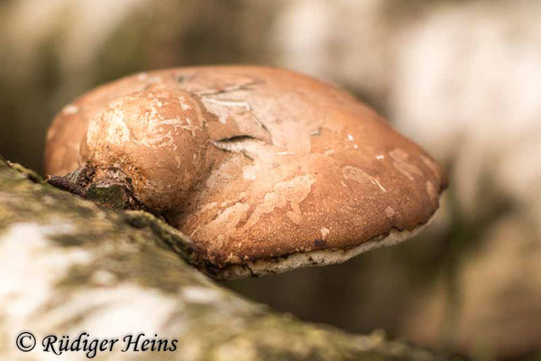 Fomitopsis betulina (Birkenporling), 23.1.2021