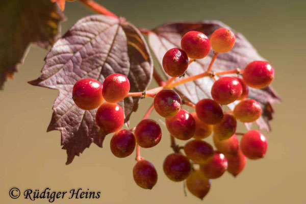 Viburnum opulus (Gemeiner Schneeball), 29.7.2024