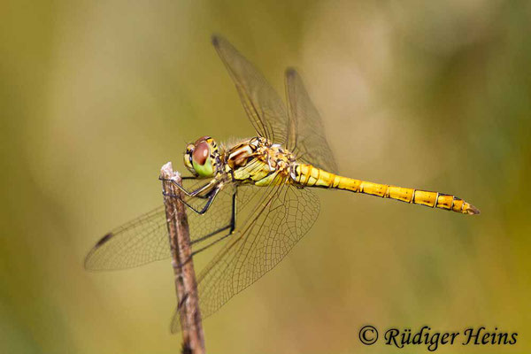 Sympetrum vulgatum (Gemeine Heidelibelle) Männchen, 3.8.2014
