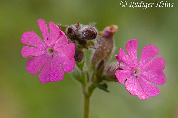 Silene dioica, Rote Lichtnelke