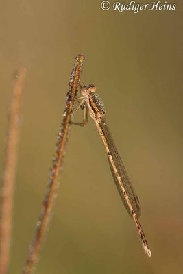 Sympecma fusca (Gemeine Winterlibelle) Männchen, 27.7.2021