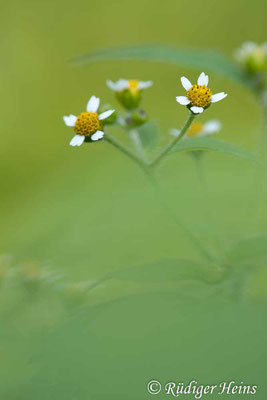 Galinsoga parviflora (Kleinblütiges Franzosenkraut)