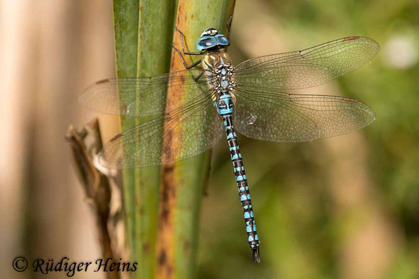 Aeshna affinis, Südliche Mosaikjungfer, Männchen