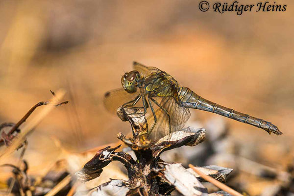 Sympetrum striolatum (Große Heidelibelle) Weibchen, 28.9.2018