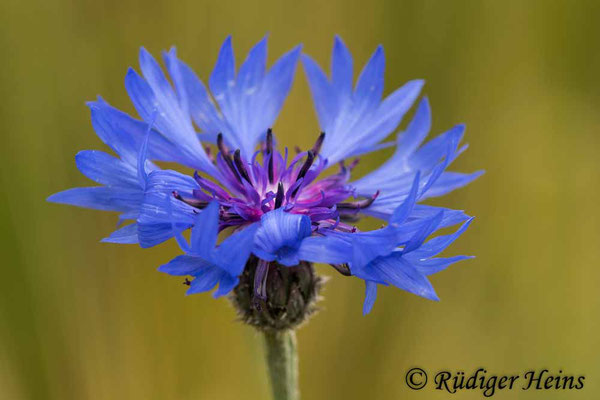 Centaurea cyanus (Kornblume), 8.6.2020