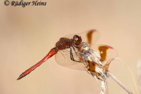 Sympetrum pedemontanum (Gebänderte Heidelibelle) Männchen, 31.8.2008