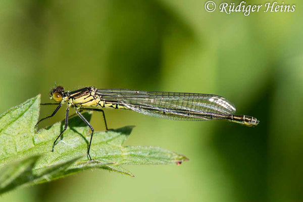 Erythromma najas (Großes Granatauge) Weibchen,  24.5.2021