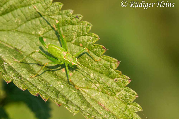 Leptophyes punctatissima (Punktierte Zartschrecke) Weibchen, 10.8.2020