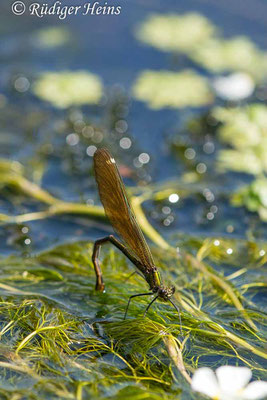 Blauflügel-Prachtlibelle (Calopteryx virgo) Weibchen bei Eiablage, 18.7.2023 - Makroobjektiv 180mm f/3.5