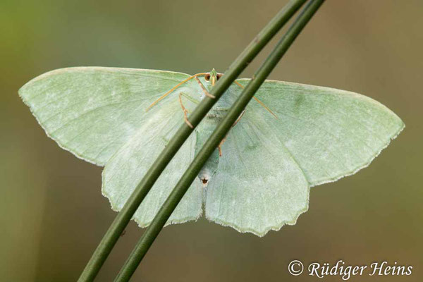 Geometra papilionaria (Grünes Blatt), 17.8.2020